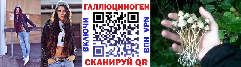 ссылка на мегу зеркало  Ногинск  Галлюциногенные грибы Psilocybe 