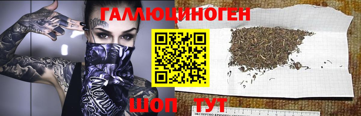 купить закладку  Галлюциногенные грибы GOLDEN TEACHER  Вход с VPN  Ногинск 